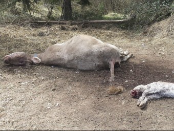 La vaca i el vedell de l'explotació La Portella d'Orís, després del pas dels voltors EL 9 NOU