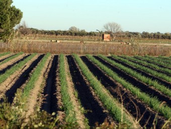 La zona agrària, com aquests camps de conreu de Gavà, es veuran ampliats, segons la Generalitat Oriol Duran