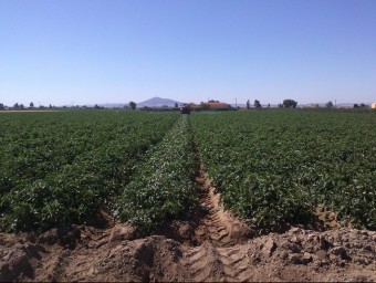 Cultiu de tomàquets, a Agraz (Extremadura).  ARXIU