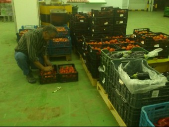 Un treballador de la cooperativa col·locava ahir tomàquets en unes caixes. L.M