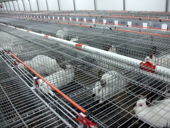 Una granja de conills en una imatge d'arxiu ACN