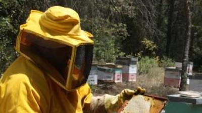 Un apicultor mostra ahir els efectes de la calor sobre les abelles i un camp d'ametllers de la zona de les Garrigues que han patit els efectes de la calor extrema ACN / E. POMARES