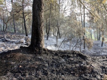L'incendi ha cremat 4,5 hectàrees de vegetació forestal i agrícola a Artés ACN