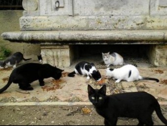 Colònia de gats al carrer. CEDIDA