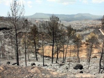 Massa forestal cremada en un primer terme i zona afectada al fons, vista des de la carretera de Can Massana ACN