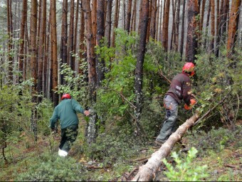 Operaris fent aclarides al bosc de la Faiada de Malpàs, a l'Alta Ribagorça. ACN