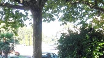 El cotxe del noi , davant de l'arbre on era penjat. T. SOLER