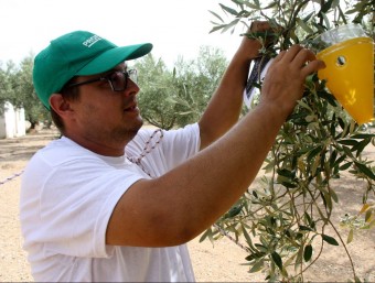 Un agricultor instal·lant una de les trampes en una olivera. ACN