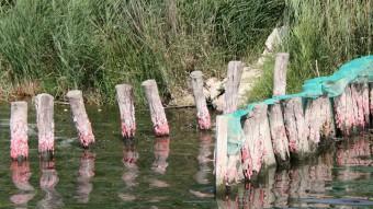 Diverses postes de la plaga de cargol poma en una de les riberes del riu Ebre, propde la zona del desguàs de Capítol i Barques ACN