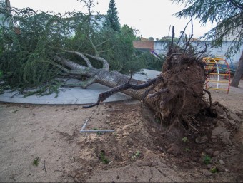Un arbre caigut en un parc infantil a Vilamitjana, a Tremp JORDI PERÓ