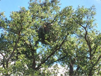 El rusc de vespa velutina que va ser interceptat el passat mes de juliol a Cantallops i que ahir els apicultors, amb l'ajuda dels agents rurals, van tractar amb insecticida. ACN