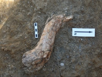 Húmer de cavall localitzat per l'equip d'investigadors del jaciment de la Boella EL PUNT AVUI