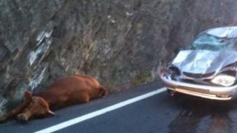 L'accident d'un cotxe que va xocar amb una vaca aquest passat dilluns ha motivat que la sots-prefectura de Ceret ordenés el sacrifici de 20 animals RADIO FRANCE ROUSSILLON