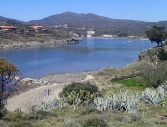 Platja de s'illa de Port Lligat amb pites i figueres a eliminar en primer terme EL PUNT AVUI