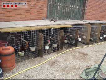 Alguns dels galls trobats en una deixalleria abandonada de Gavà MOSSOS D'ESQUADRA