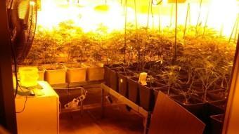 Els detinguts cultivaven 75 plantes de marihuana en una casa de Corbera de Llobregat MOSSOS D'ESQUADRA