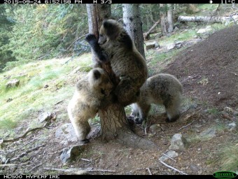Una de les imatges del mes de setembre on apareixen els cadells d'ós bru nascuts enguany DEPARTAMENT D'AGRICULTURA