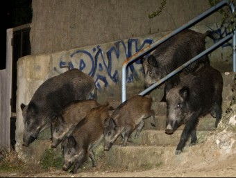 Una manada de senglars en una àrea urbana, en una imatge d'arxiu. ROBERT RAMOS