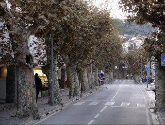 Imatge dels plàtans de l'avinguda Caritat Serinyana de Cadaqués. QUIM PUIG