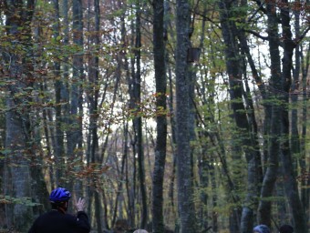 El silenci és un dels valors de la Fageda d'en Jordà, però, a la tardor, no sempre es pot experimentar. M.LL