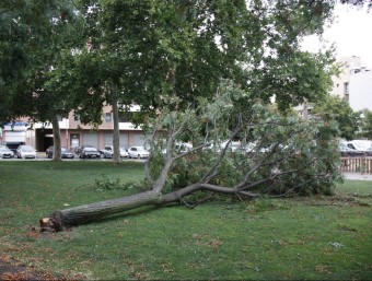 Les fortes ratxes de vent han provocat que molts arbres caiguessin ACN