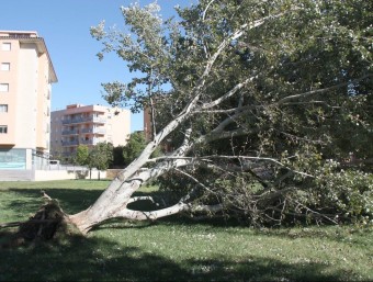 El fort vent d'ahir va provocar problemes amb els arbres ARXIU