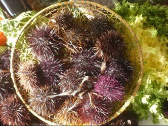 ALL MONTH
Time for sea urchins