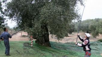 El tronc de les oliveres mil·lenàries té un perímetre de 3,5 metres com a mínim. ARXIU