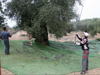El tronc de les oliveres mil·lenàries té un perímetre de 3,5 metres com a mínim. ARXIU