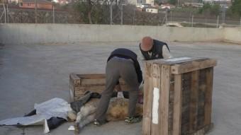 Cadàvers sota caixes mentre el veterinari fa la necròpsia de les bèsties GRANJA PIFARRÉ