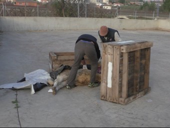 Cadàvers sota caixes mentre el veterinari fa la necròpsia de les bèsties GRANJA PIFARRÉ