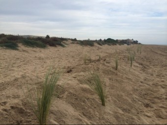 Algunes de les espècies dunars que s'han plantat a Gavà per consolidar les dunes R..M.B