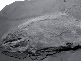 El Colobodus giganteus
		 trobat al Solsonès ha portat a fer una catalogació correcte dels dos fòssils d'Alcover ICP