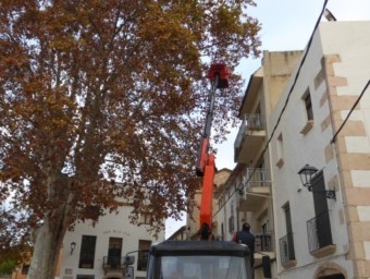 El plàtan és un dels símbols del municipi i es va plantar per commemorar el naixement d'Alfons XIII el 1889 ARXIU