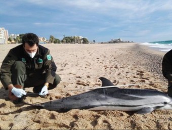 Els agents, mesurant el dofí AGENTS RURALS