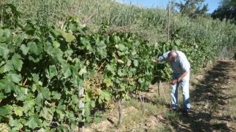 Les vinyes de Can Coll servixen per produir el vi Orígens, de Badalona, inclòs a la DO Alella. MARTA MEMBRIVES