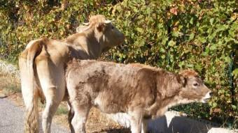 Laroca d'Albera (Rosselló). Vaques salvatges que entren dins del poble ARXIU