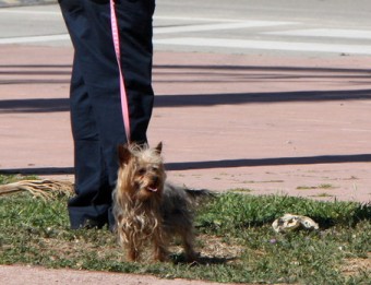 Un home, passejant el gos en una zona enjardinada de Sitges ACN