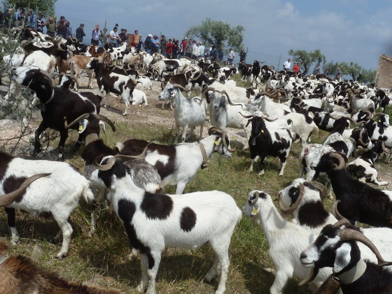 La cabra blanca o de Rasquera és autòctona i se'n mantenen ramats principalment a les Terres de l'Ebre. EL PUNTAVUI