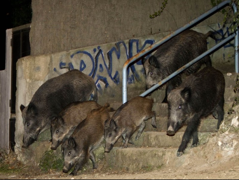 Un grup de senglars baixant per unes escales al vessant de Sant Cugat del Vallès de Collserola ROBERT RAMOS / ARXIU