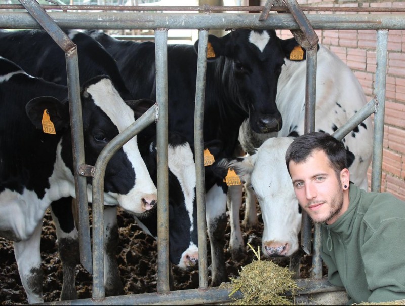 Eduard Toral, mostrant alguna de les vaques que té a la granja de Vilabertran. LLET NOSTRA