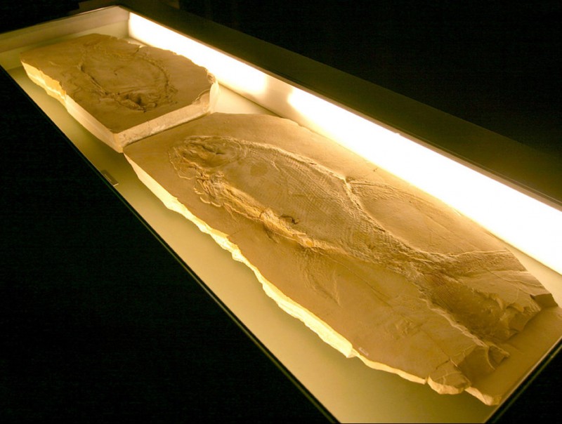 El Museu d'Alcovern compta amb alguns dels fòssils triàsics més importants del país MMA