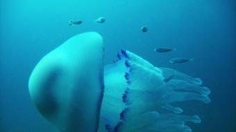 La medusa ‘rhizostoma pulmo' també és coneix com a borm blau i figura entre les quatre més comunes a la costa catalana ARXIU