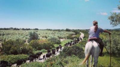 Juan Martorell, d'esquenes, vigila el ramat mentre aquest travessa la comarca del Montsià en direcció al País Valencià. CEDIDA