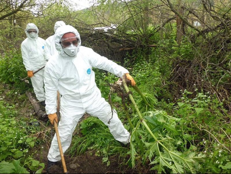 Un grups dels treballadors que estan duent a terme els treballs d'eliminació del julivert gegant. EL PUNT AVUI