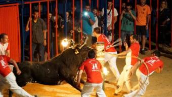 Un dels bous embolats del concurs de Sant Jaume d'Enveja el passat 25 de juny. ACN