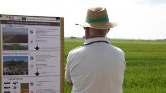 Un pagès llegeix un dels cartells informatius en la jornada sobre 10 anys d'assaigs en cultius d'arròs. ACN