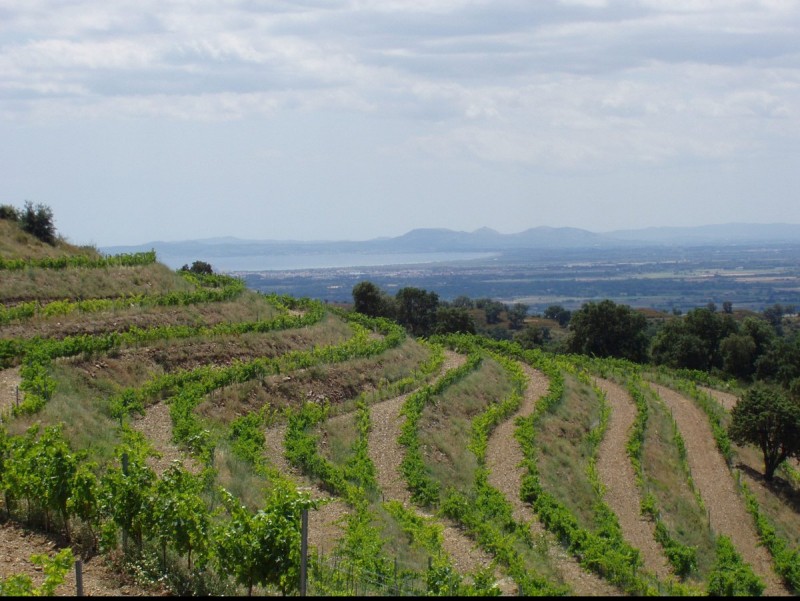 Les vinyes del Celler Mas Polit. EPA