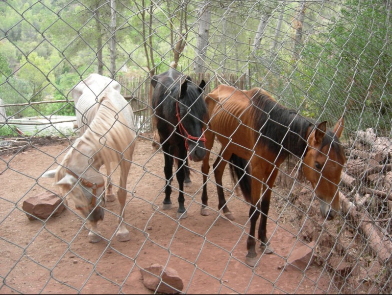 Tres cavalls de la finca amb signes de desnutrició MOSSOS