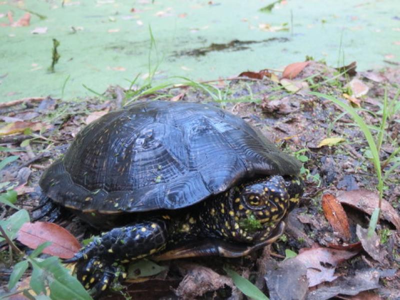 Una imatge d'un individu de tortuga d'estany. La Fundació Emys té cura d'una població de 600 individus a la Selva F. EMYS